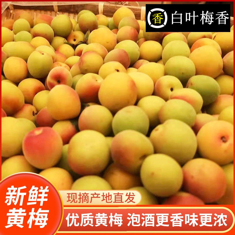 云南现摘高山小黄梅5斤 新鲜黄梅果完熟梅子熬梅酱泡酒青梅露更香