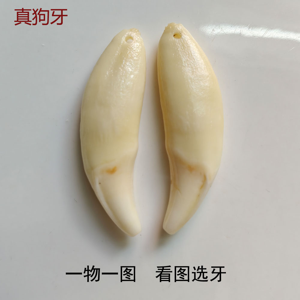 真狗牙对牙一口牙一物一儿童男女情侣挂件黑狗牙老狗牙