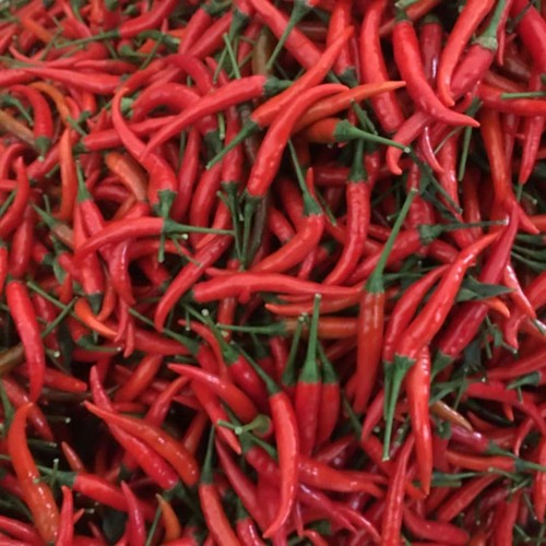 新鲜小米椒红辣椒特辣指天椒