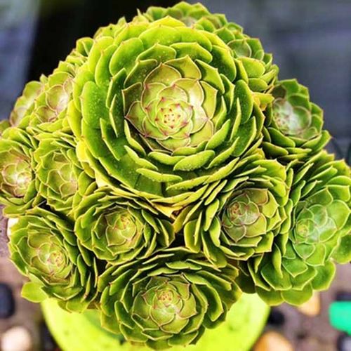 多肉法师水墨画拉丝锦万圣节嘉年华黑法植物欧紫缀化室内桌面花卉 - 封面