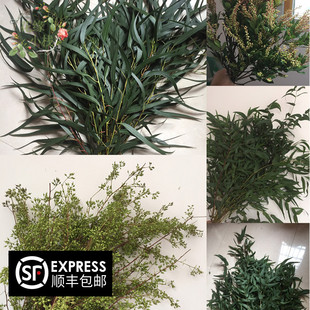 新鲜山里红清香木叶金合欢桉树叶天竺少女万年青鲜花配叶婚庆圣诞