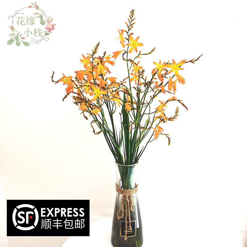 云南基地鲜橙色火焰兰花期长一件空运包邮到家插花