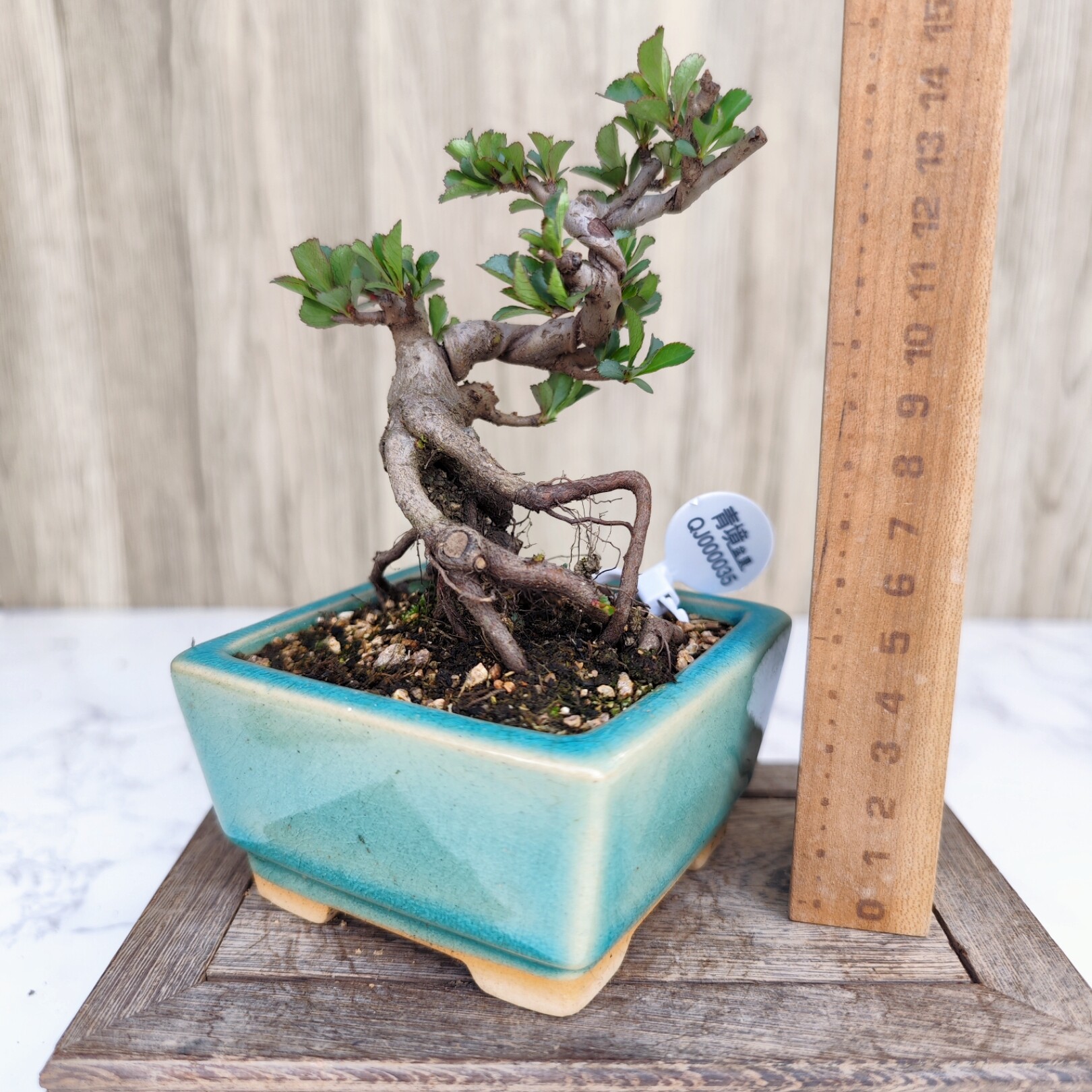 日本长寿梅原生红花一号提根造型小品小微型盆景办公室阳台桌面