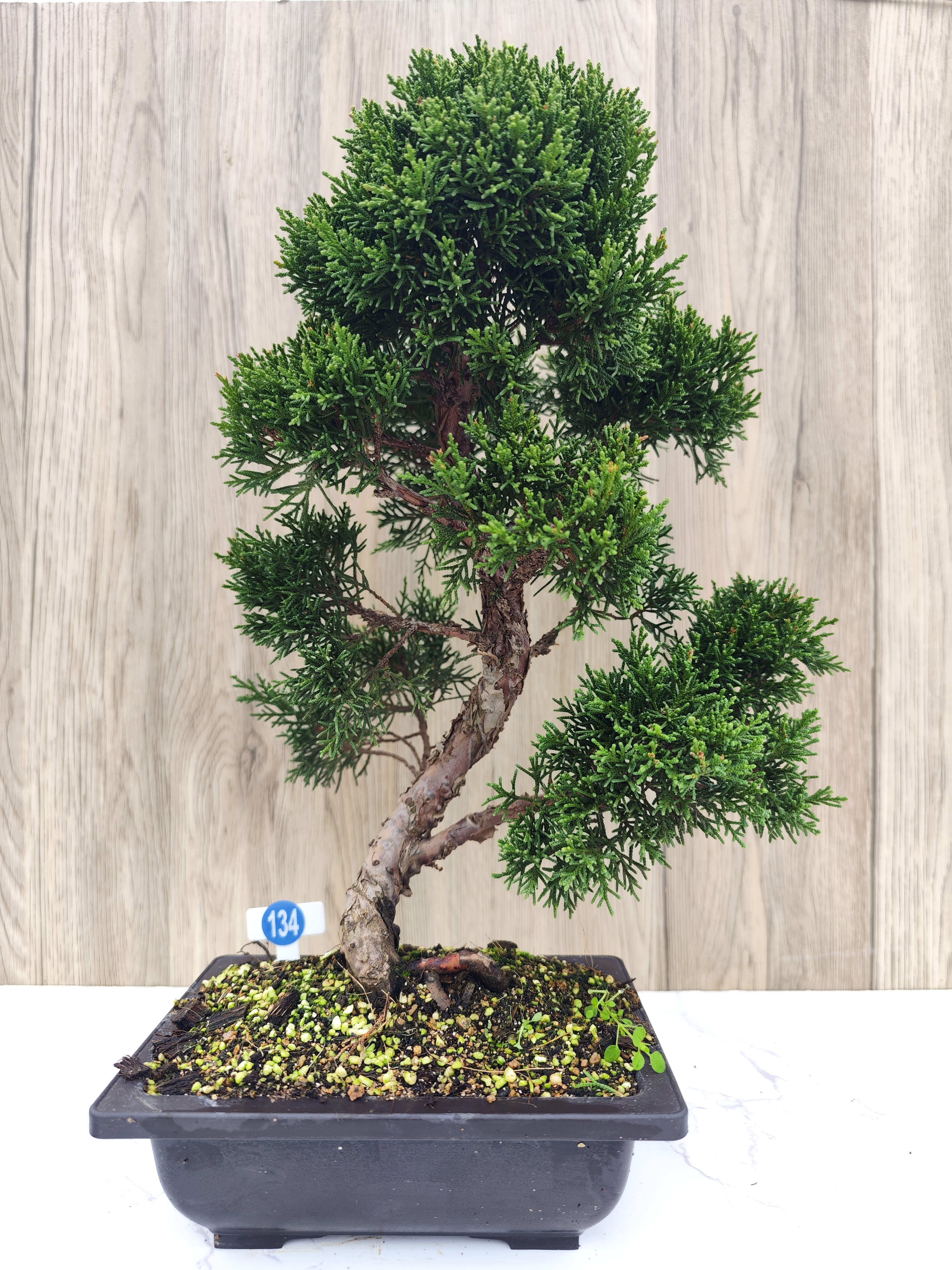 日本纪州真柏文人盆景高杆济州老桩办公室阳台桌面绿植一物一拍