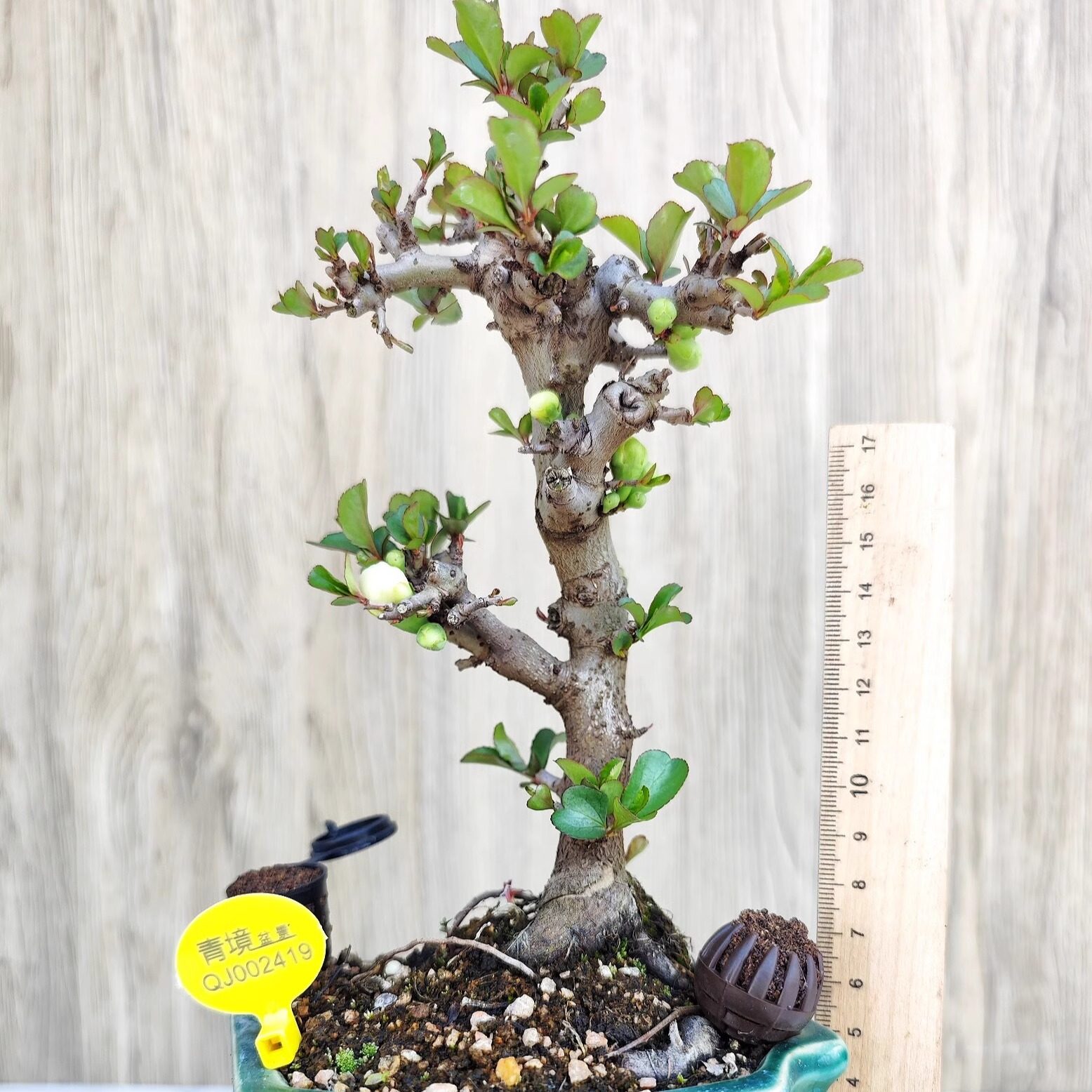 日本白花长寿梅进口原生苗老桩小微型桩景盆景办公室阳台桌面绿植