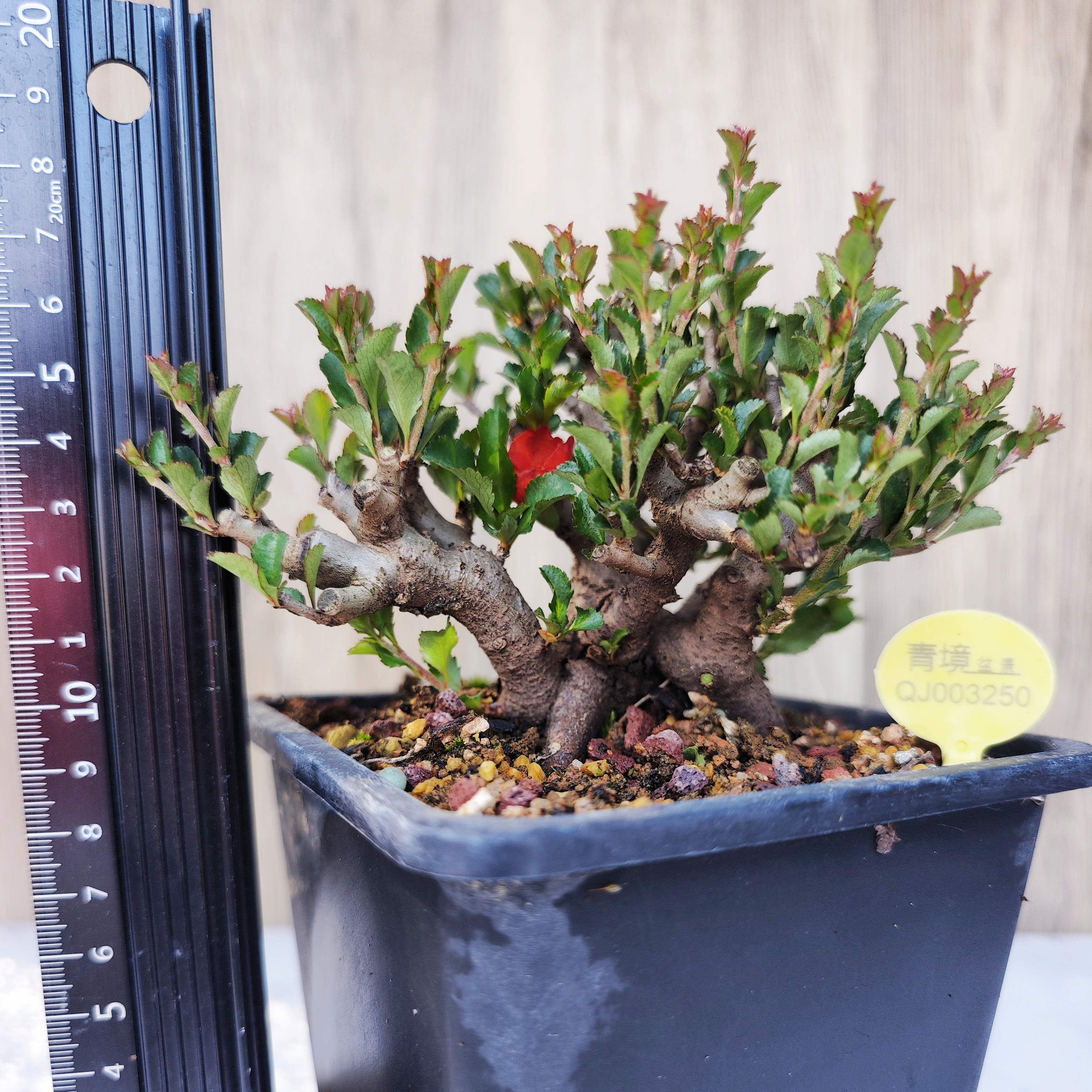 日本长寿梅红花一号桌面造型盆景