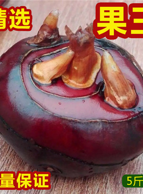 湖北特产新鲜现挖马蹄红皮荸荠特大果精选果王10-12个/斤