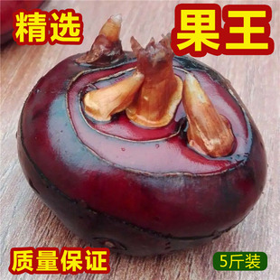 湖北特产新鲜现挖马蹄红皮荸荠特大果精选果王10 斤 12个