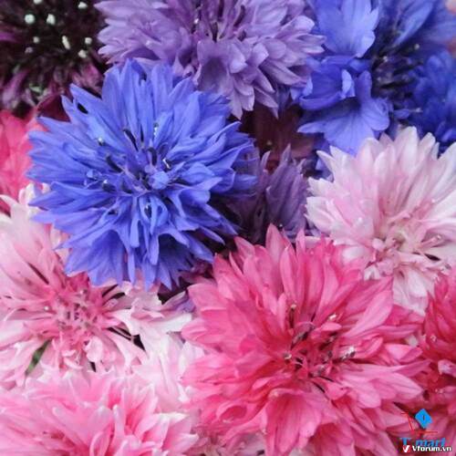 新鲜特色装饰食用花材 混色矢车菊Edible flowers cornflower mix