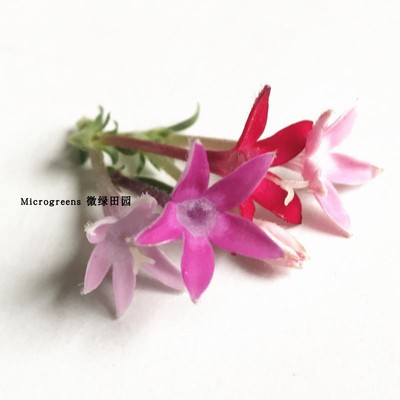 西餐特色摆盘食材 新鲜食用花 小花 混色繁星花/五星花 35朵