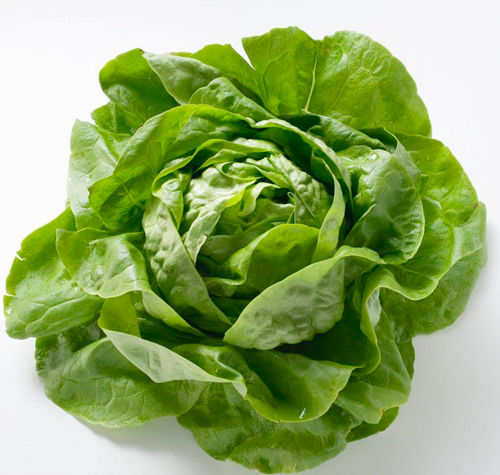 微绿田园 新鲜 牛油生菜 奶油生菜 250g 西餐沙拉配菜 素食食材