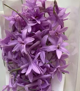 Microgreens微绿田园可食用花 Society Garlic Flowers生蒜花20朵