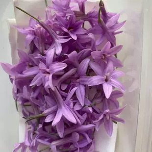 Microgreens微绿田园可食用花 Society Garlic Flowers生蒜花20朵