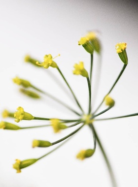 新鲜食用花 莳萝花 20朵/盒 Dill Flowers 西餐特色食材 摆盘沙拉