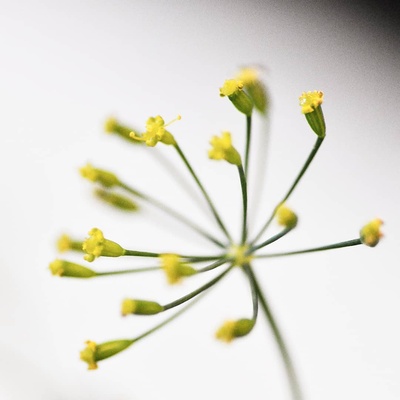 新鲜食用花 莳萝花 20朵/盒 Dill Flowers 西餐特色食材 摆盘沙拉