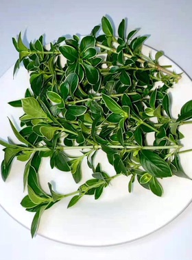 酒店日料摆盘装饰新鲜叶材  六月雪 20支约15克