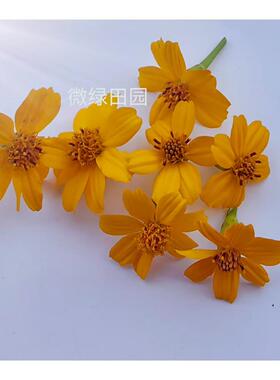 Microgreens微绿田园特色日料西厨蛋糕装饰 食用芬芳万寿菊花30朵