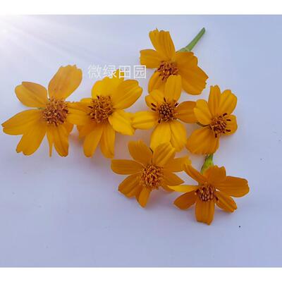 Microgreens微绿田园特色日料西厨蛋糕装饰 食用芬芳万寿菊花30朵