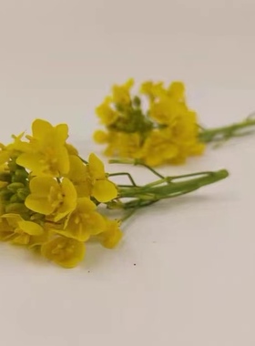 Microgreens新鲜特色食用花材 甜品西餐 日料摆盘装饰花材 油菜心