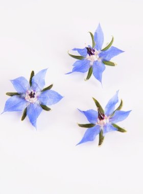 Edible Flower Borage 食用花材 琉璃苣花 蓝色星星花 20朵 摆盘