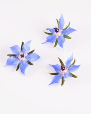 Edible Flower Borage 食用花材 琉璃苣花 蓝色星星花 20朵 摆盘