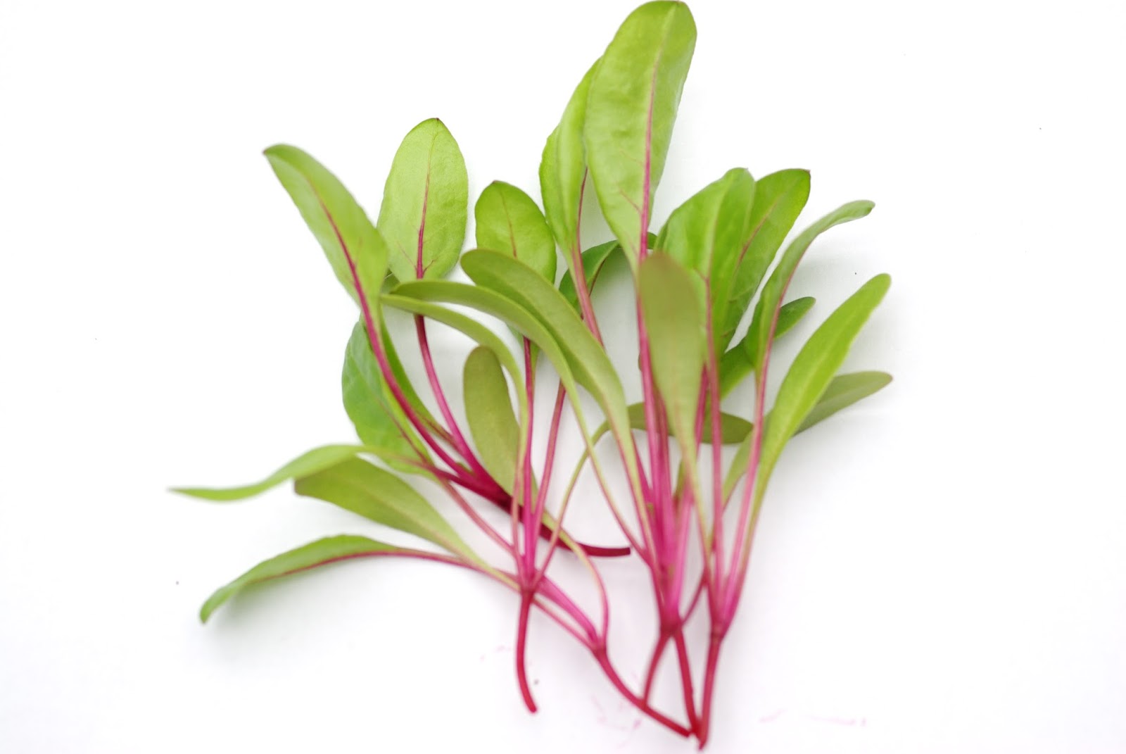 新鲜beet30g微型红色牛皮菜沙拉