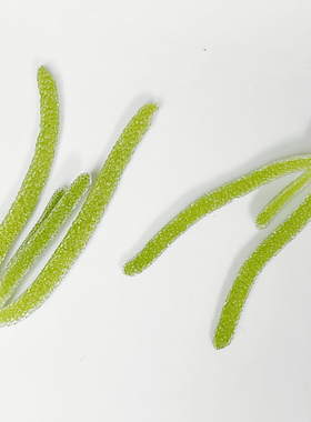 Microgreens 微绿田园  特色食材 小冰草 100g