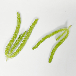 Microgreens 微绿田园  特色食材 小冰草 100g