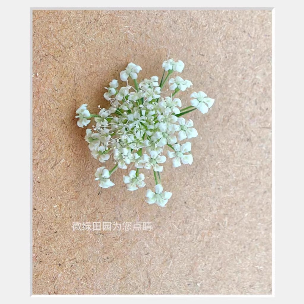 Microgreens新鲜特色装饰花材 纯白色 蕾丝 雪珠花30朵/盒