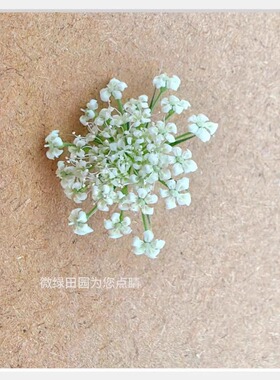 Microgreens新鲜特色装饰花材 纯白色 蕾丝 雪珠花30朵/盒