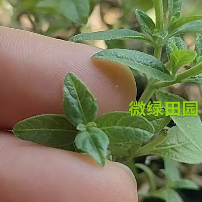 Microgreens 新鲜特色装饰叶材  马鞭草嫩芽15朵约30片