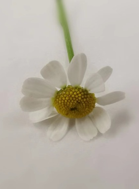 Microgreens 新鲜特色 日料 西餐 分子 装饰花材 白色洋甘菊50朵