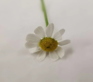 Microgreens 新鲜特色 日料 西餐 分子 装饰花材 白色洋甘菊50朵