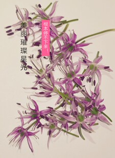 Microgreens微绿田园 西餐摆盘新鲜食用葱花 璀璨星空20朵