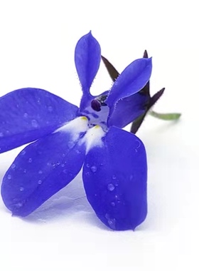 新鲜特色 六倍利蓝色唯美 可食用装饰花材30朵