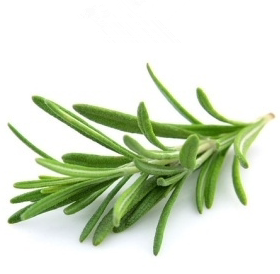 新鲜食用香草 Rosemarry 新鲜迷迭香 50g 西餐牛排香料装饰