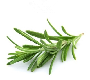 新鲜食用香草 Rosemarry 新鲜迷迭香 50g 西餐牛排香料装饰