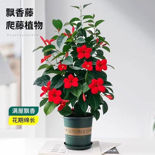 万里飘香藤四季开花爬藤