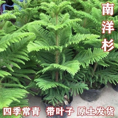 大南洋杉树苗盆栽北欧室内客厅圣诞树大型绿植物四季常青好养耐寒