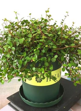 千叶吊兰室内盆栽百万心吊兰爬藤植物钻石翡翠常青常春藤盆栽绿植