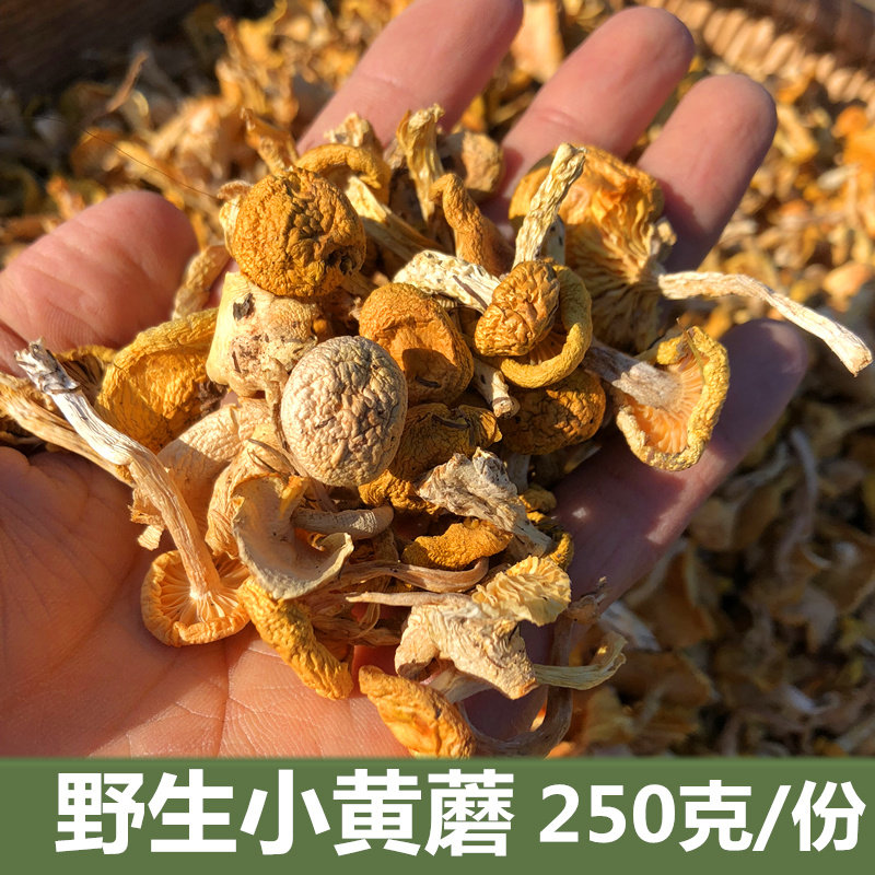 东北特产新山货长白山野生小黄蘑菇干货黄油蘑煲汤香菇250克包邮