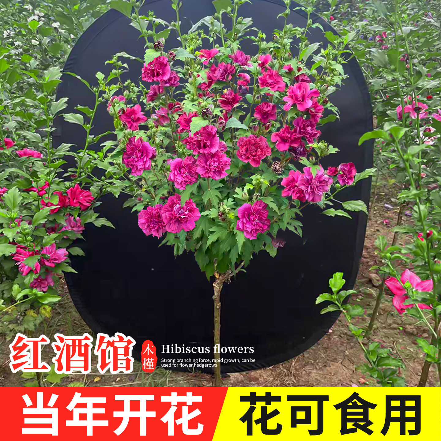 红酒馆木槿花树苗棒棒糖重瓣红色盆栽花苗老桩阳台好养花卉植物