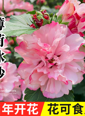 薄荷冰沙重瓣木槿花树苗苗圃直销