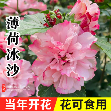 薄荷冰沙重瓣木槿花树苗棒棒糖可食用老桩花苗阳台盆栽花卉植物