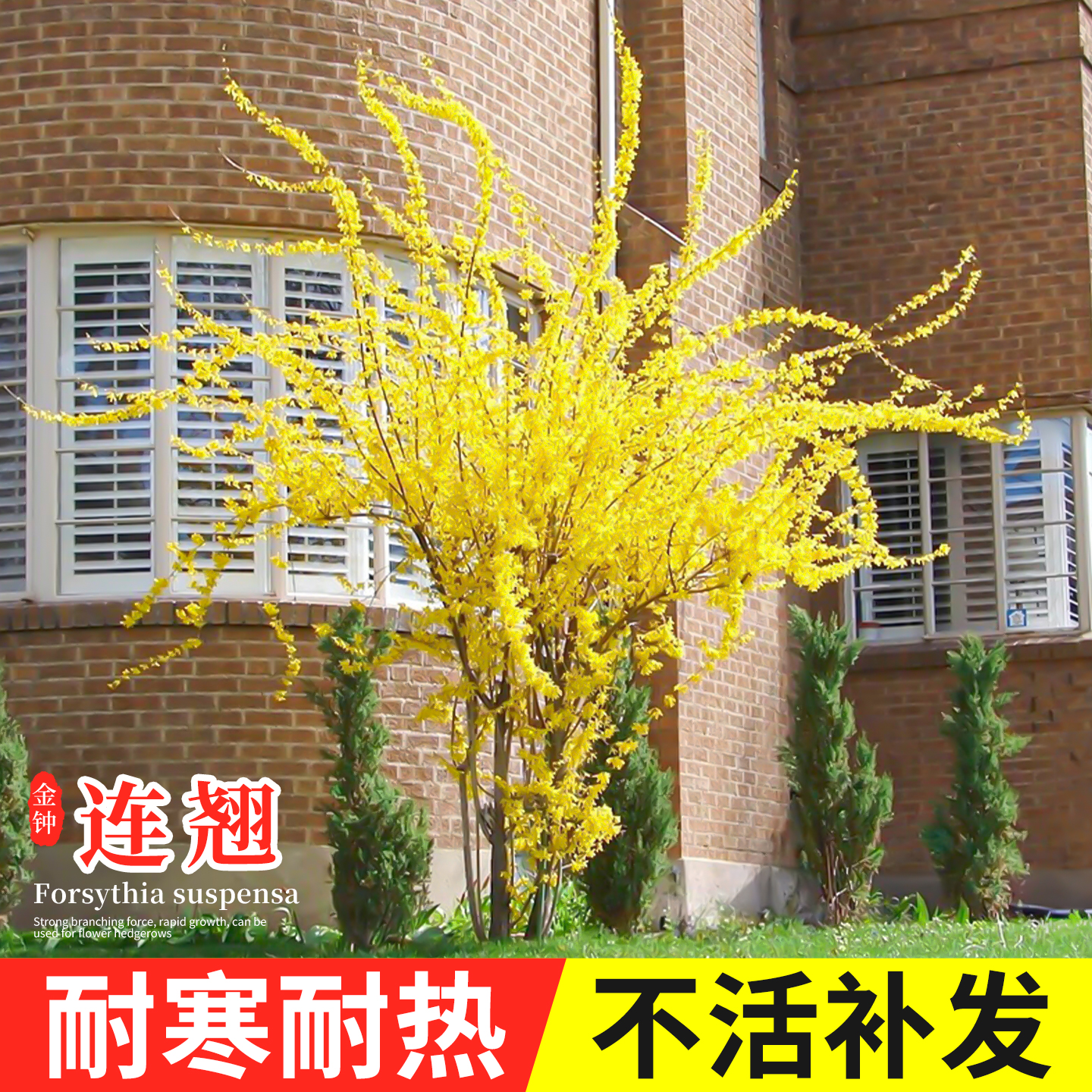 连翘树苗耐寒耐热苗圃直销