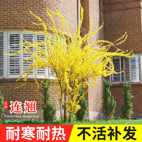 连翘树苗耐寒耐热苗圃直销