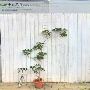 顺丰送货上门鸭脚木客厅阳台落地轻奢室内造型植物一物一拍