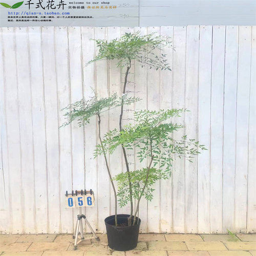 南天竹一物一拍易养美观