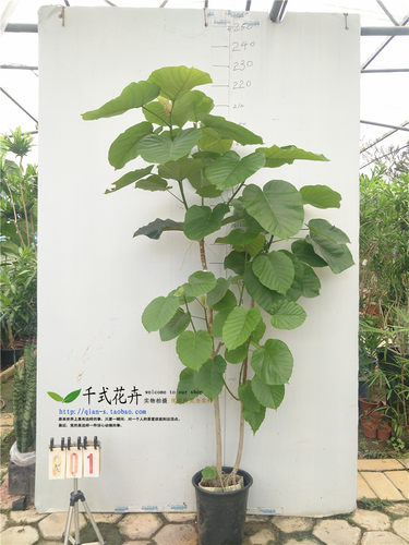 顺丰送货上门一物一拍大型爱心榕心叶榕室内阳台客厅观叶植物易养 - 封面