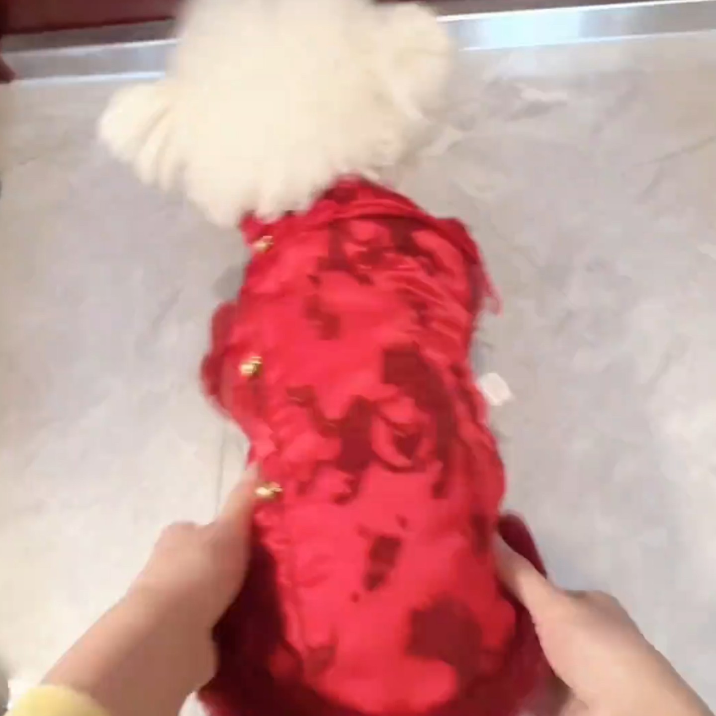 加厚内里新年宠物新衣服新春礼服拜年服大红色马年中式国风秋冬衣,宠物/宠物食品及用品,猫宠物服装/雨衣（新）,淘宝优惠券,粉丝福利购,淘宝优惠卷